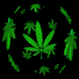 Marijuana